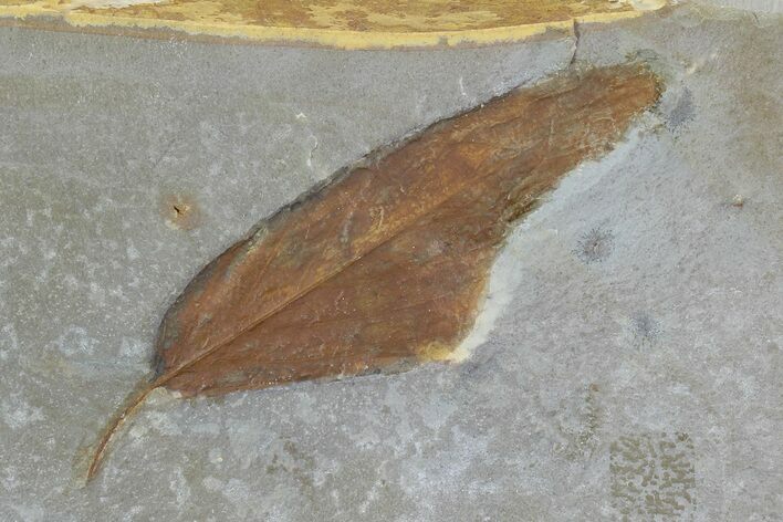 Detailed Fossil Leaf (Melastomites) - Montana #86705